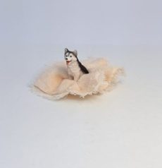Black and White Dog with Blanket